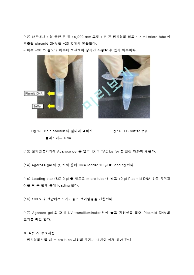 Plasmid DNA isolation from bacterial cell Miniprep 결과레포트 [A+]   (10 )